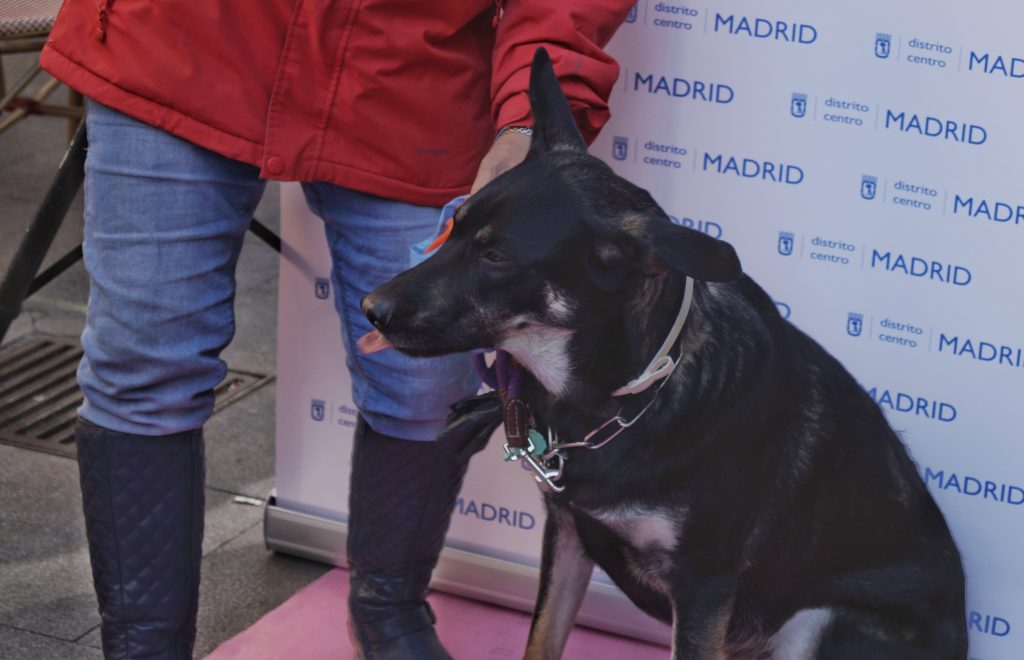 San Antón, amor por los animales en Madrid 5
