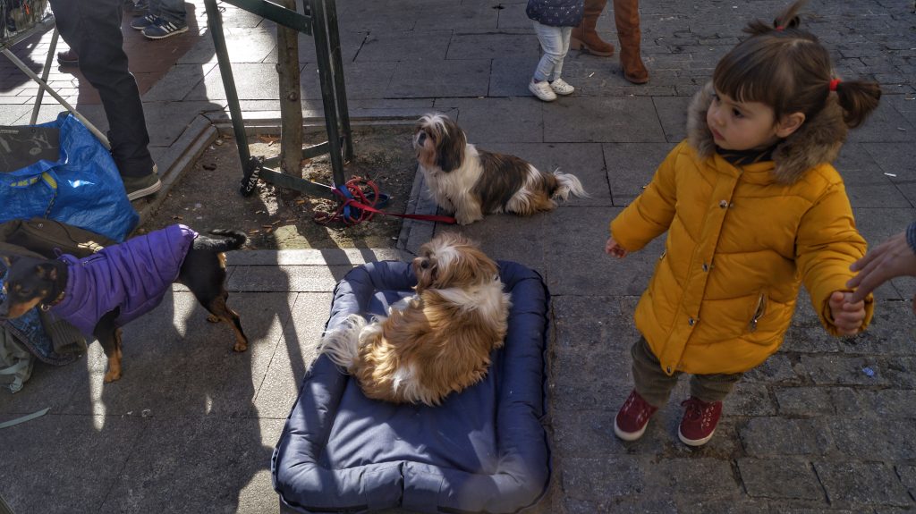 San Antón, amor por los animales en Madrid 17