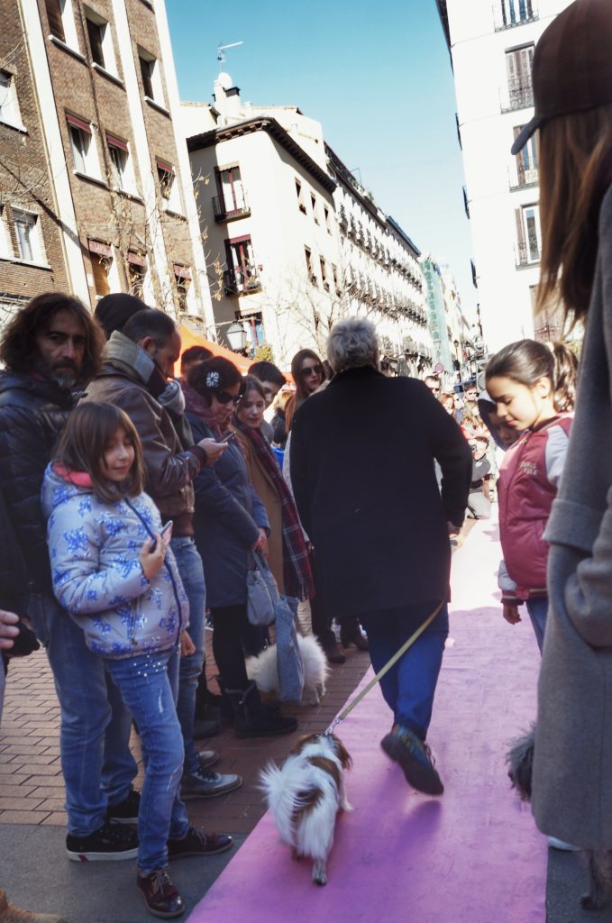 San Antón, amor por los animales en Madrid 98