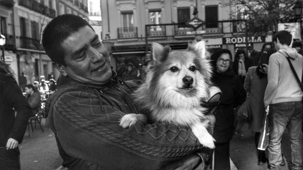 San Antón, amor por los animales en Madrid 141