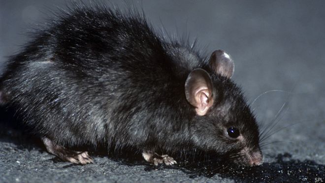 Madrid, en lucha contra la rata negra trepadora
