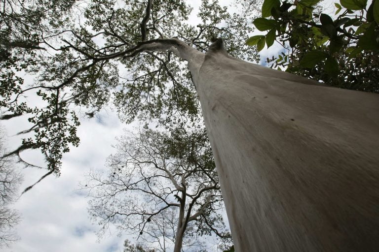 El Botánico de Madrid prepara actividades para concienciar de la diversidad árborea