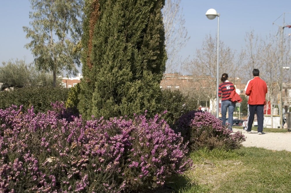 Sanse aprueba el Presupuesto 2020 con medidas sociales de protección ante la crisis 1