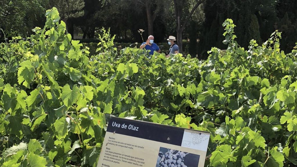 El Encín: la finca de Madrid que atesora 3.700 variedades de uva 5