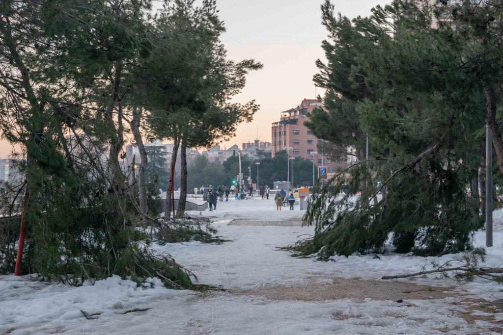 Objetivo: salvar los árboles de Madrid 7