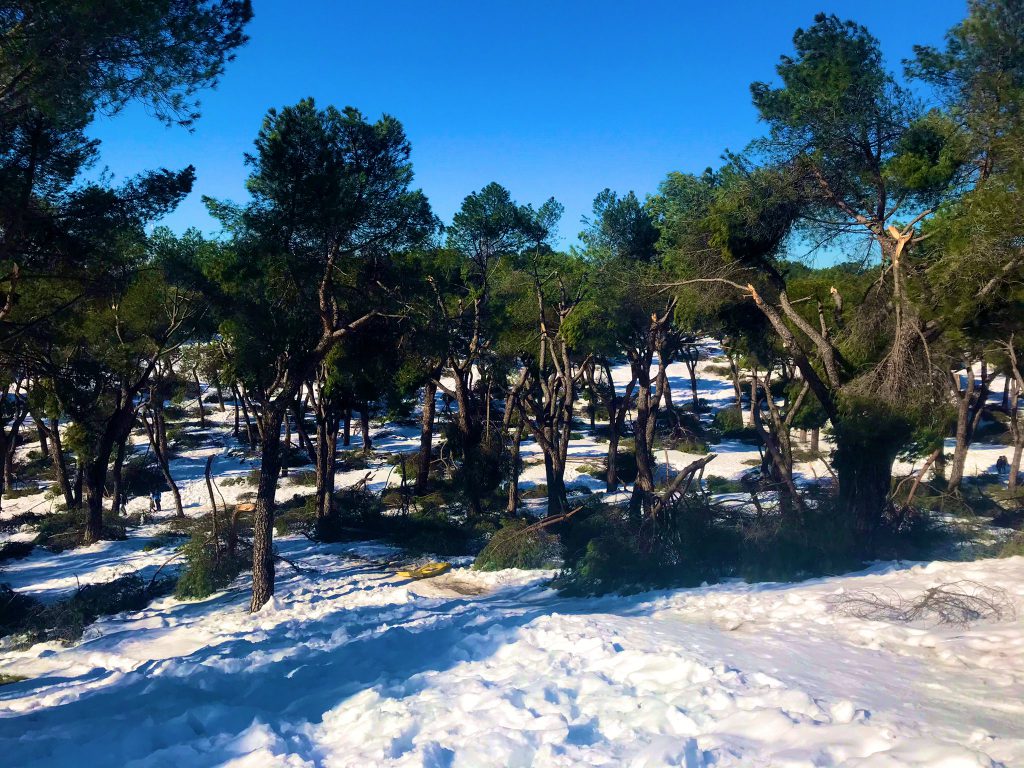 Filomena deja Madrid huérfana de árboles 21