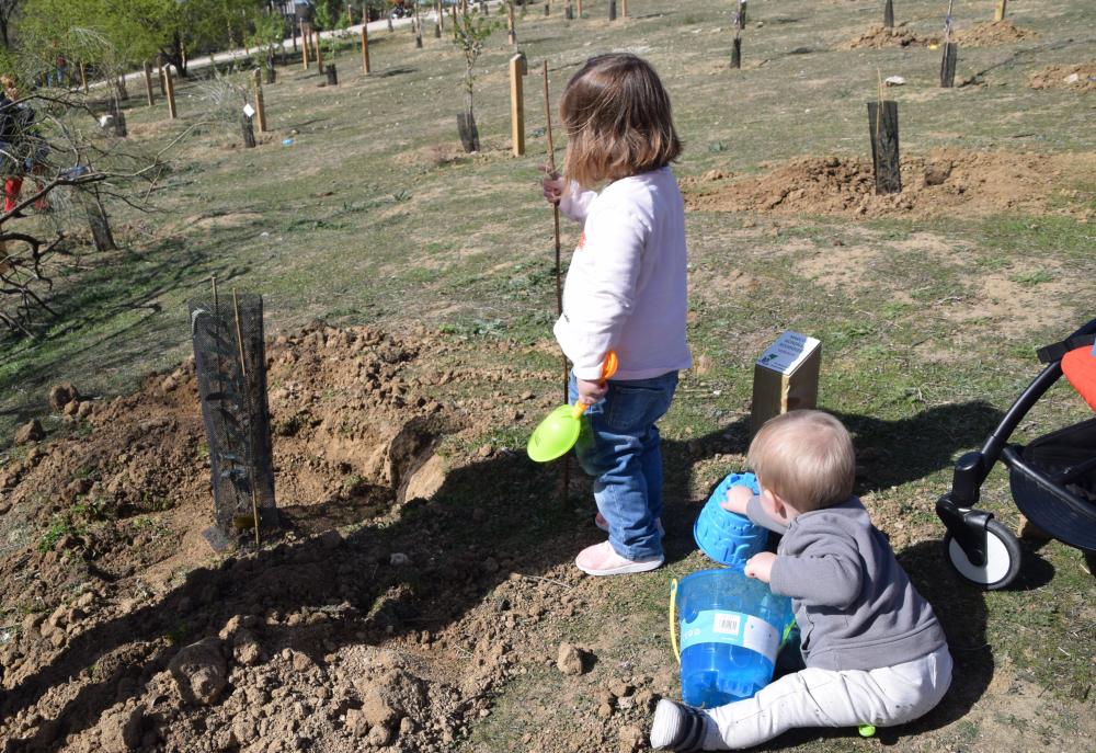 plantación árbol