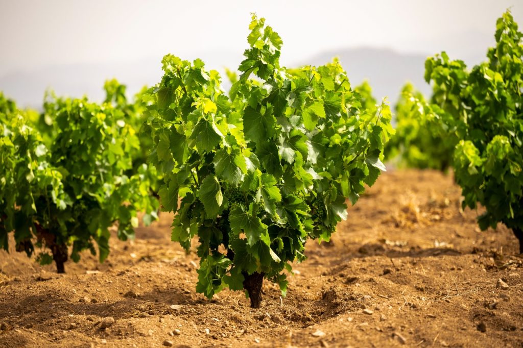 Los vinos madrileños mejorarán su calidad gracias a la investigación de la uva autóctona 1
