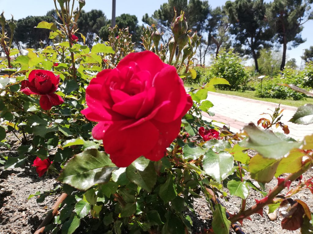 Madrid elige la rosa más bonita del mundo 4