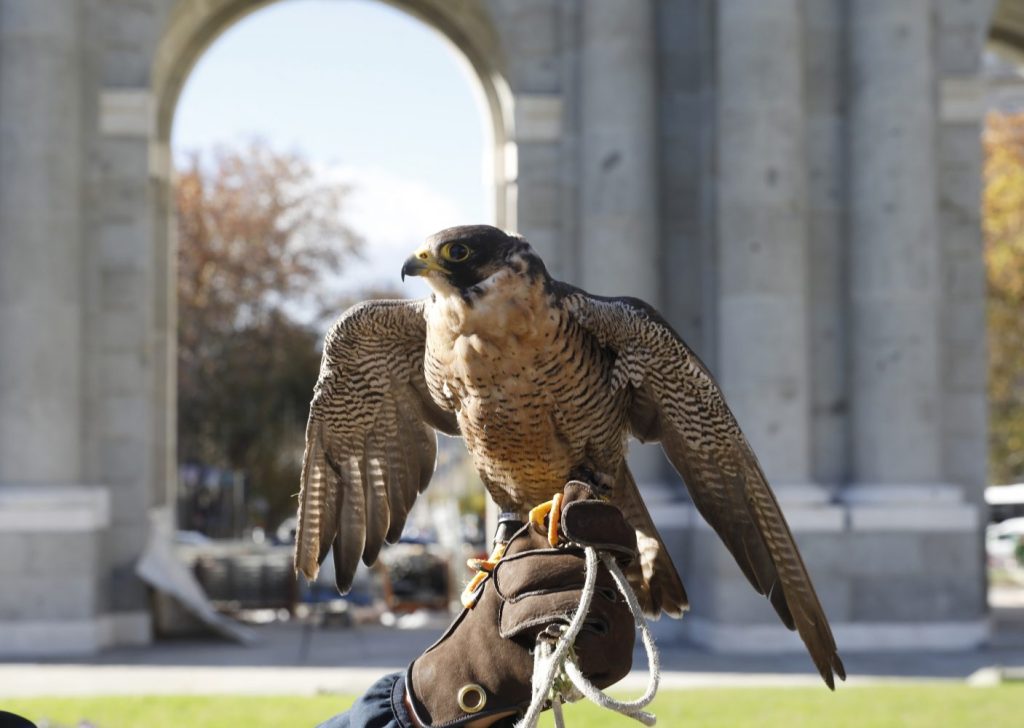 Águilas y halcones al rescate de la Puerta de Alcalá 9