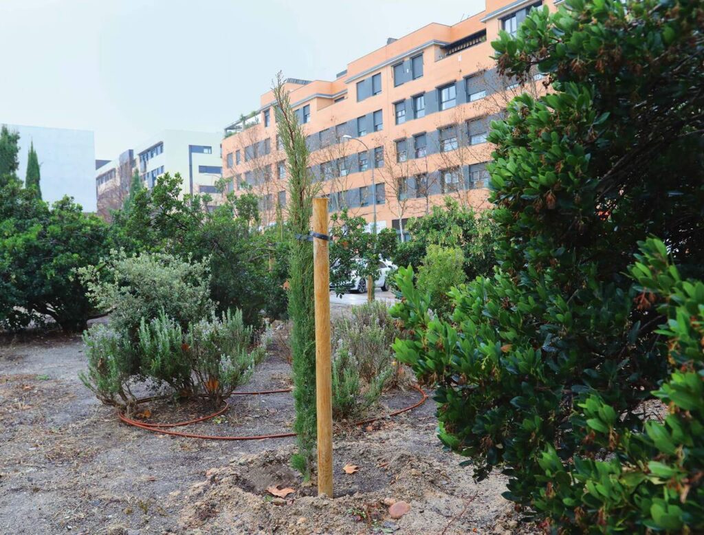 Alcobendas impulsa la reforestación plantando 1.773 nuevos árboles en la ciudad 2